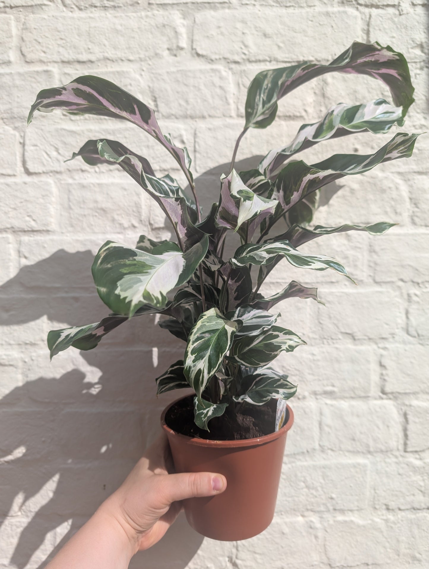 Calathea lietzei 'White Fusion' (Prayer plant)