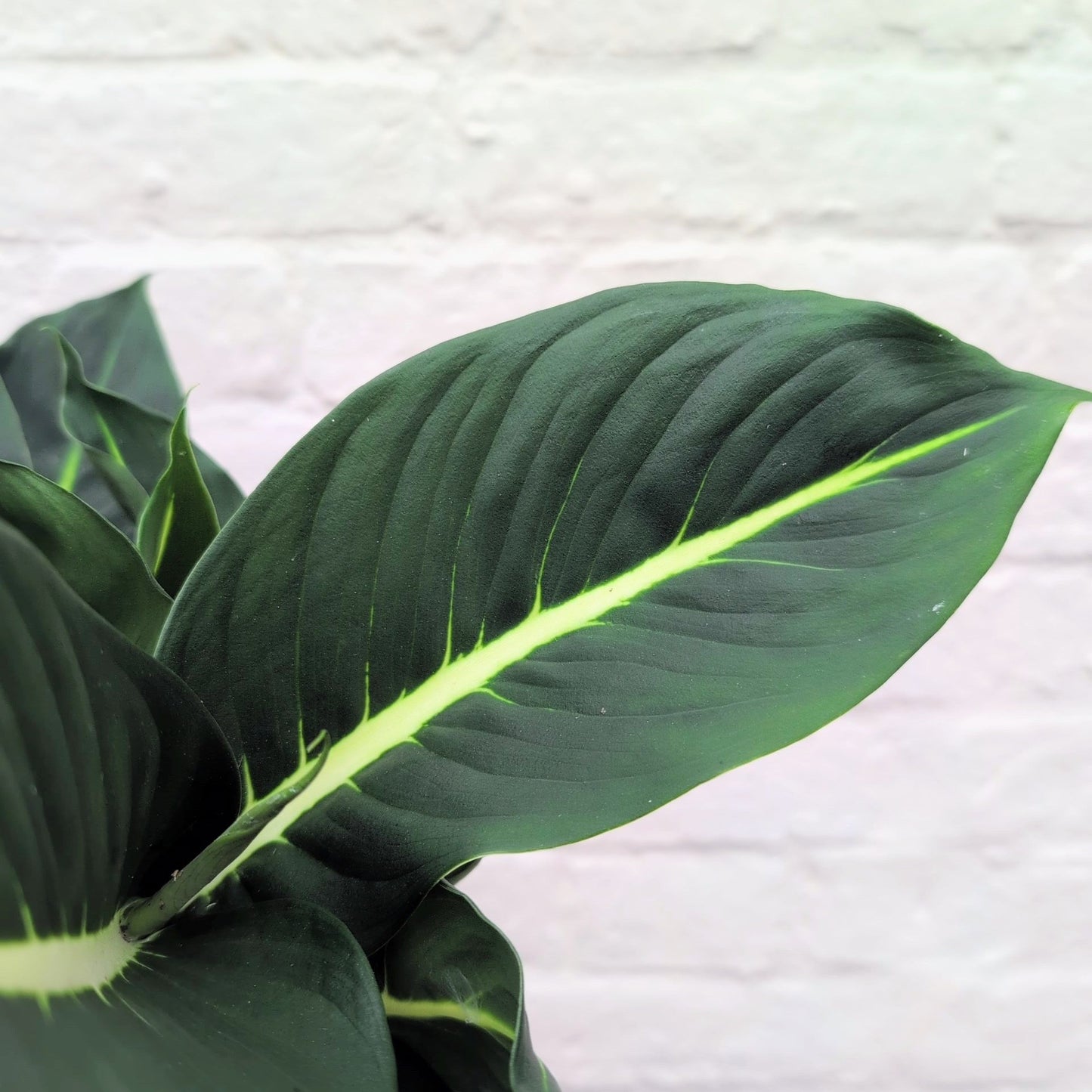 Dieffenbachia 'Green Magic' (Dumb Cane)