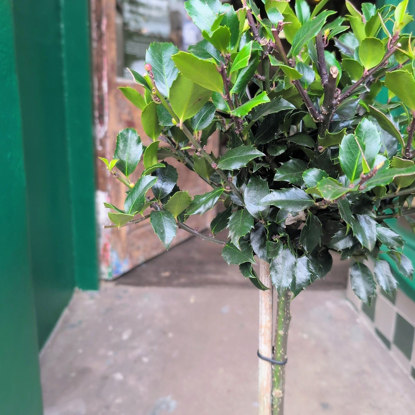 Ilex x meserveae 'Blue Maid' (Blue Holly Tree)