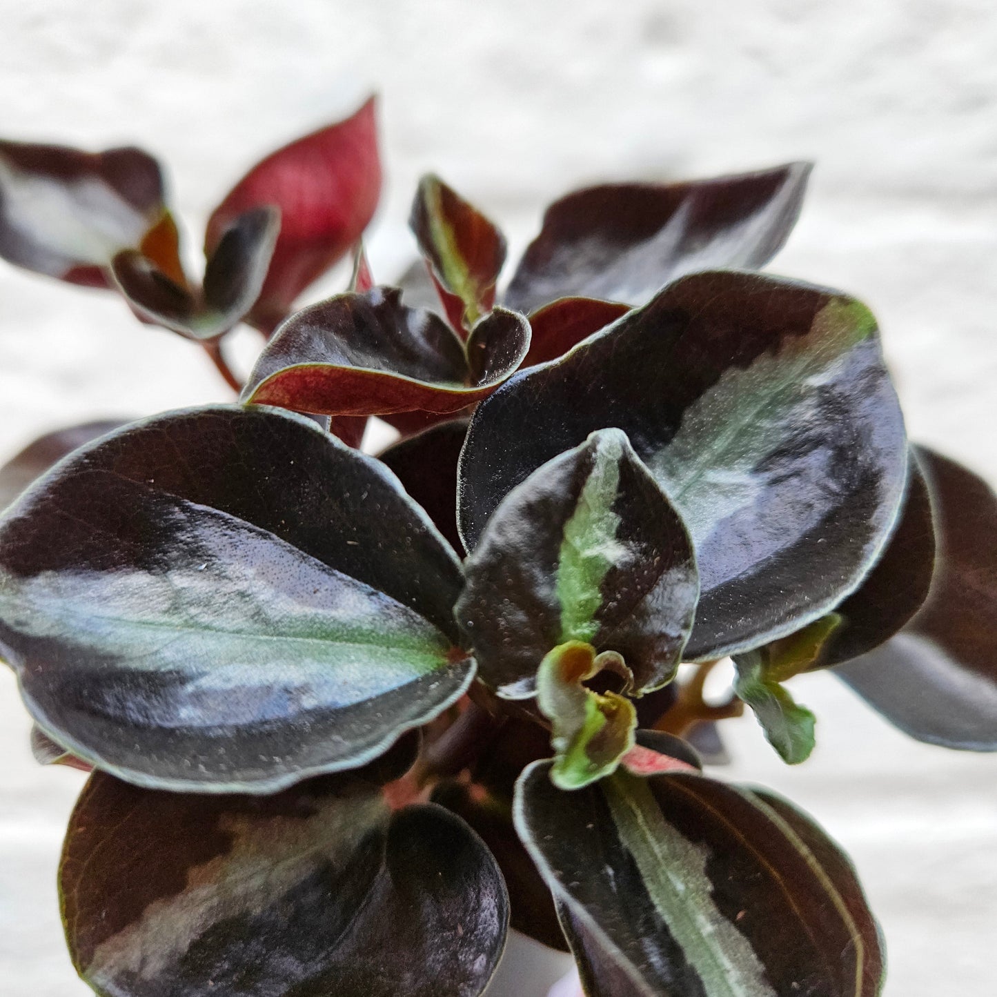 Peperomia metallica 'Columbiana' (Radiator Plant)