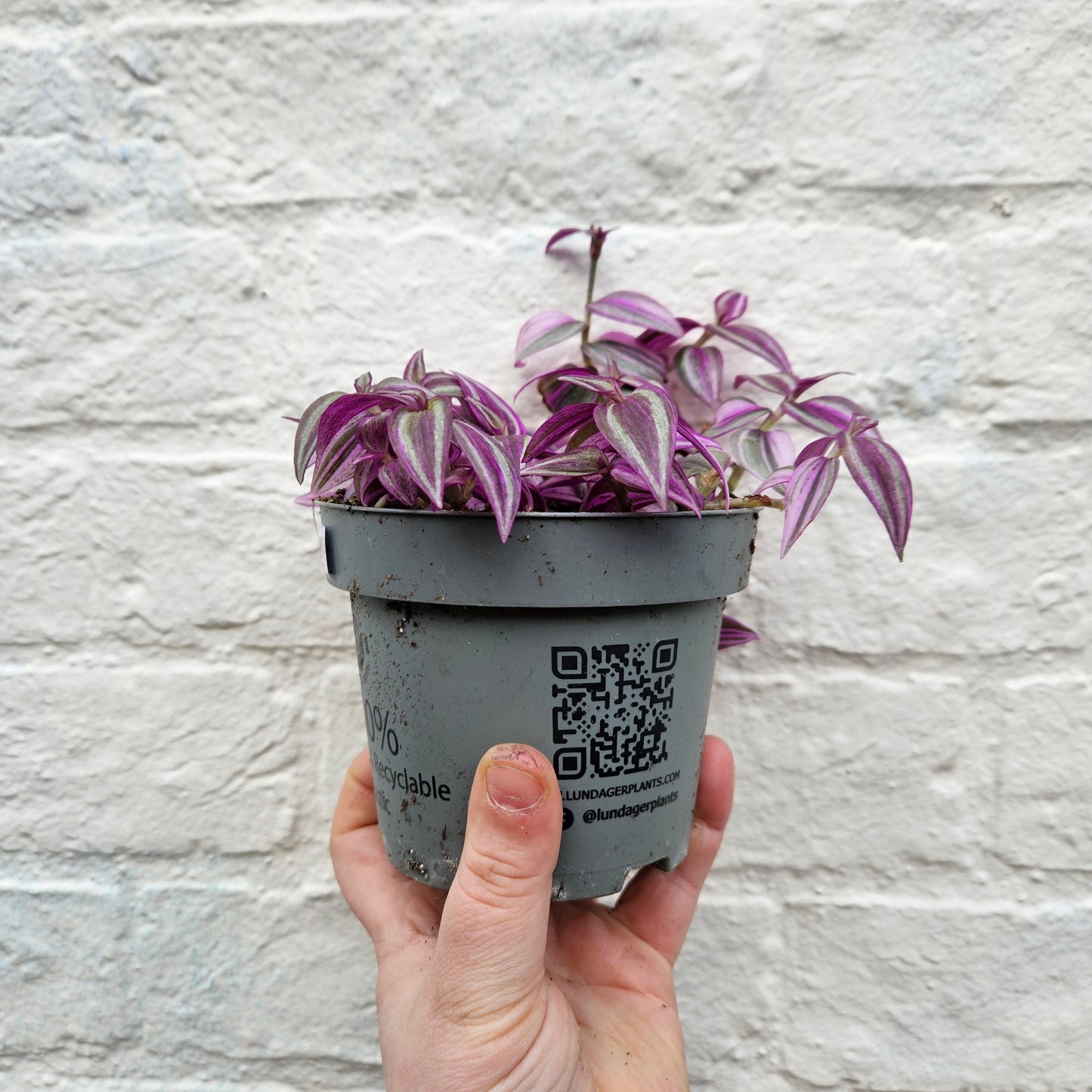 Tradescantia 'Pink Paradise' (Inch Plant)