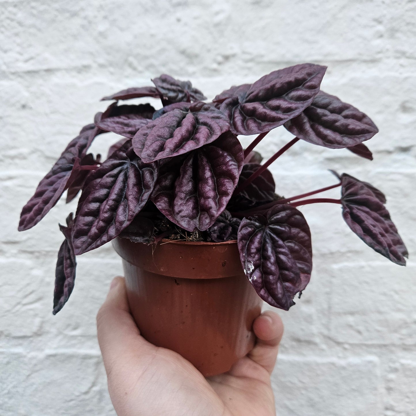 Peperomia caperata 'Schumi Red' (Radiator Plant)