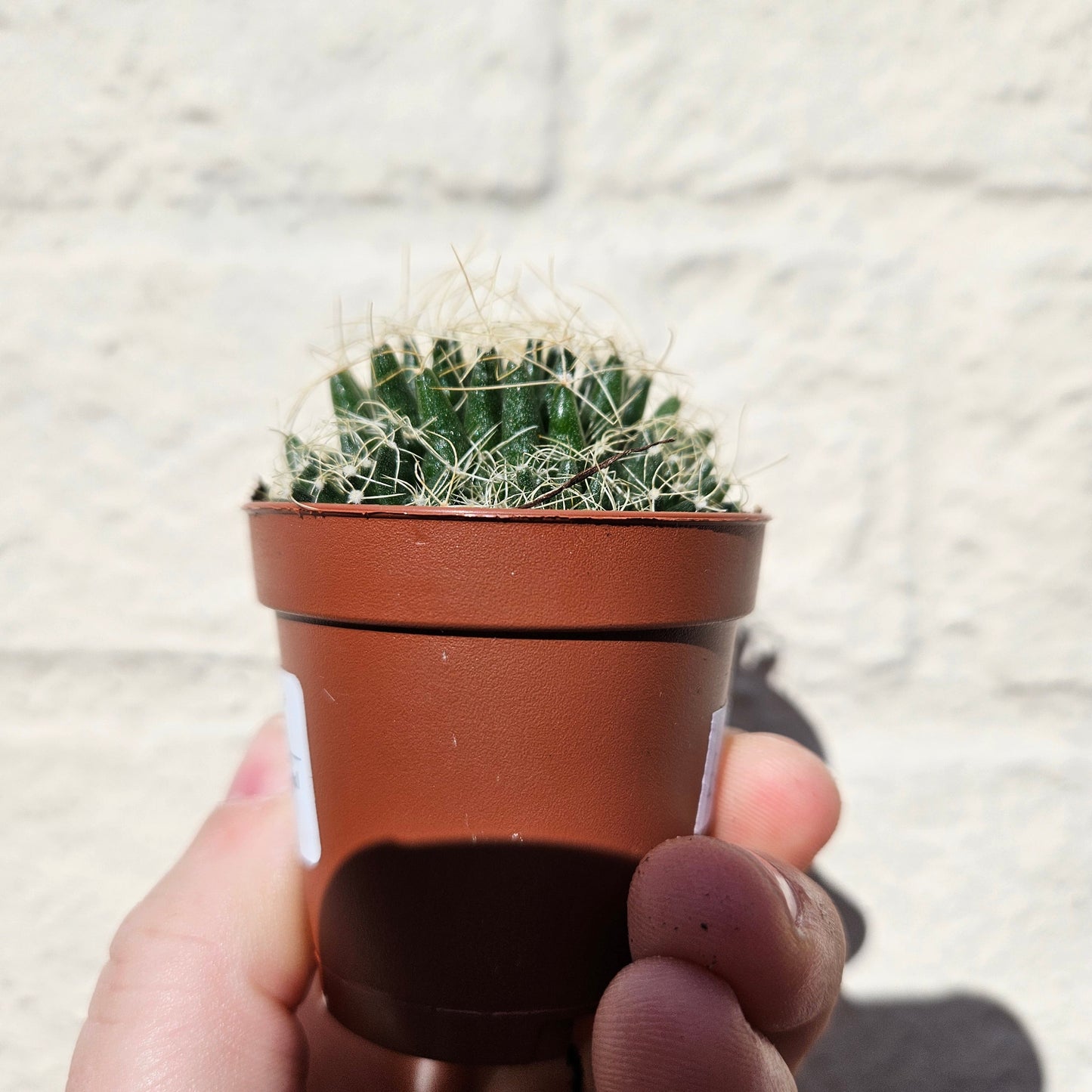 Mammillaria camptotricha (Birds Nest Cactus)