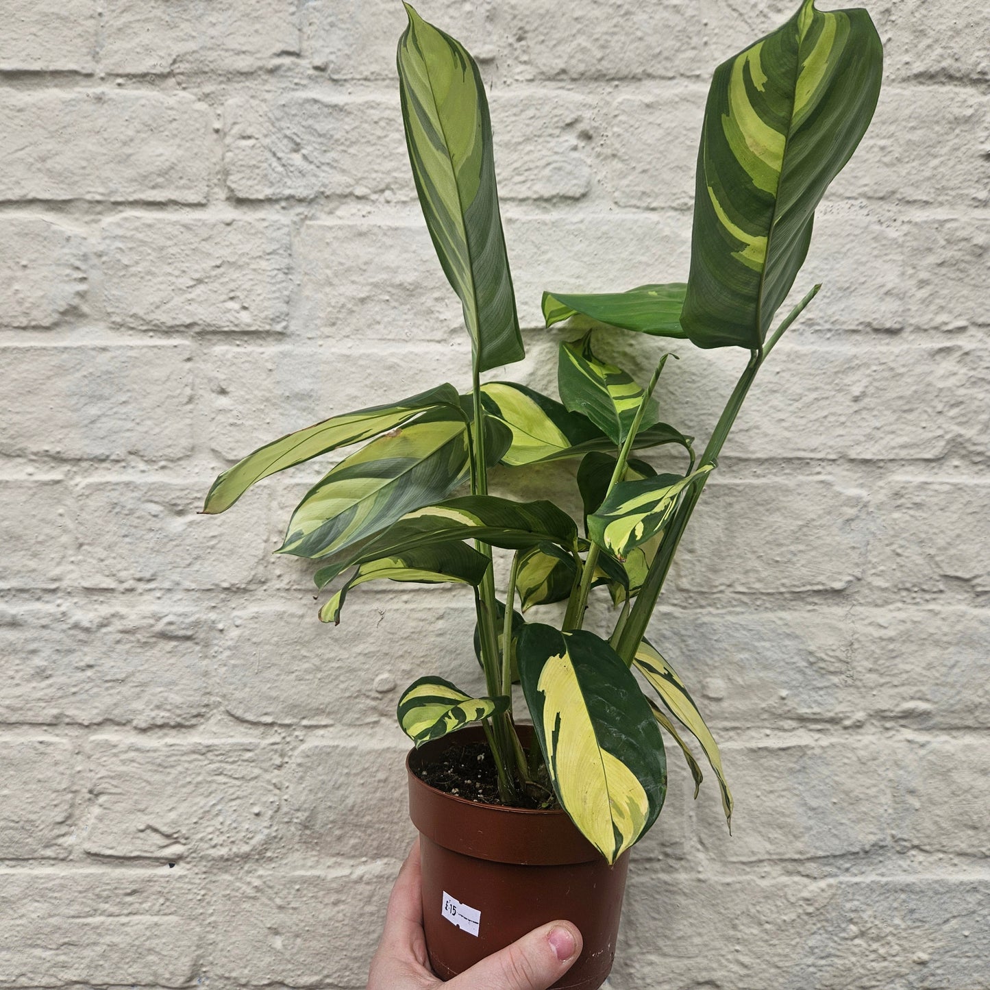 Ctenanthe pilosa 'Mosaic'