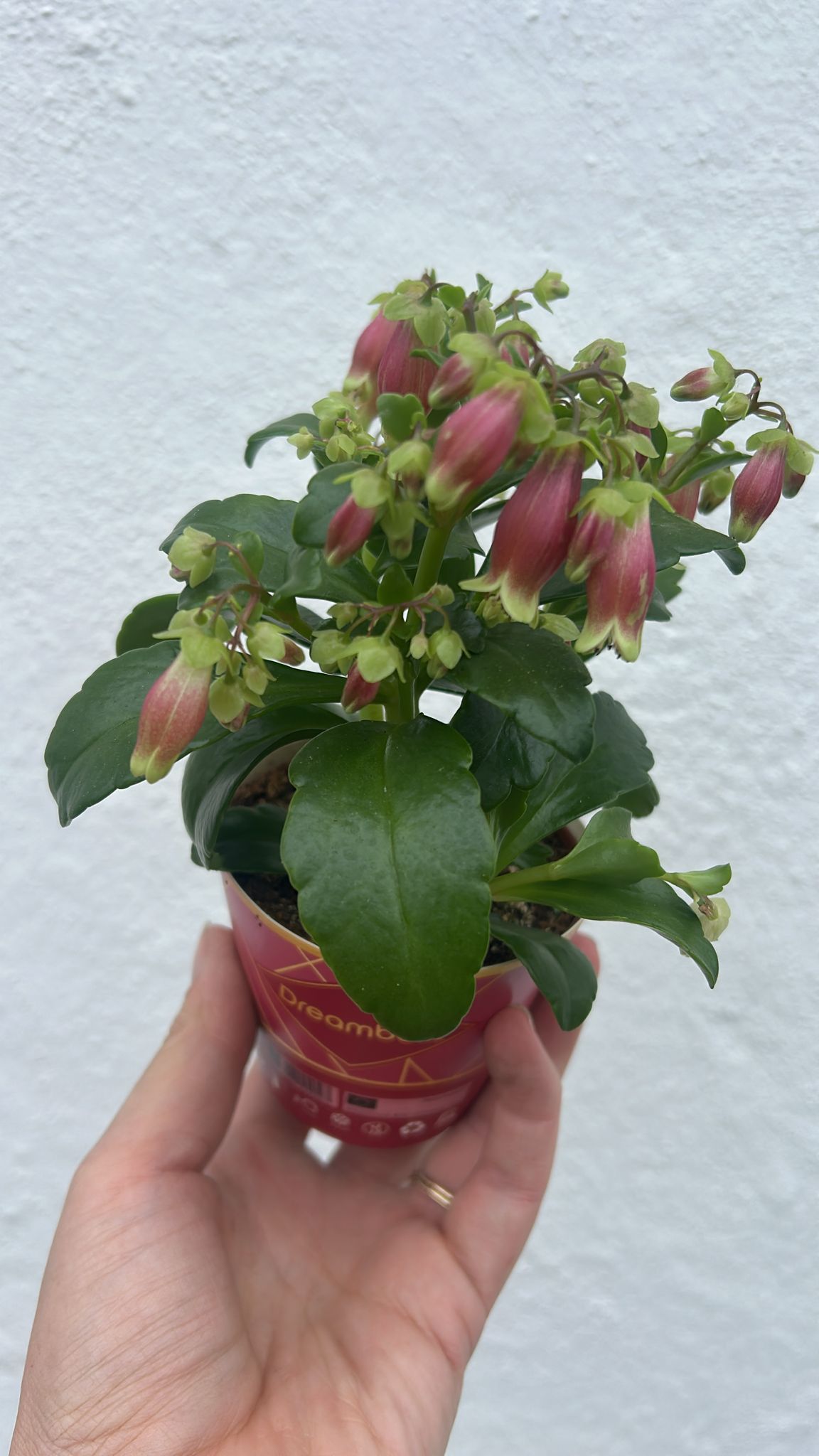 Kalanchoe blossfeldiana 'Dream Bells'