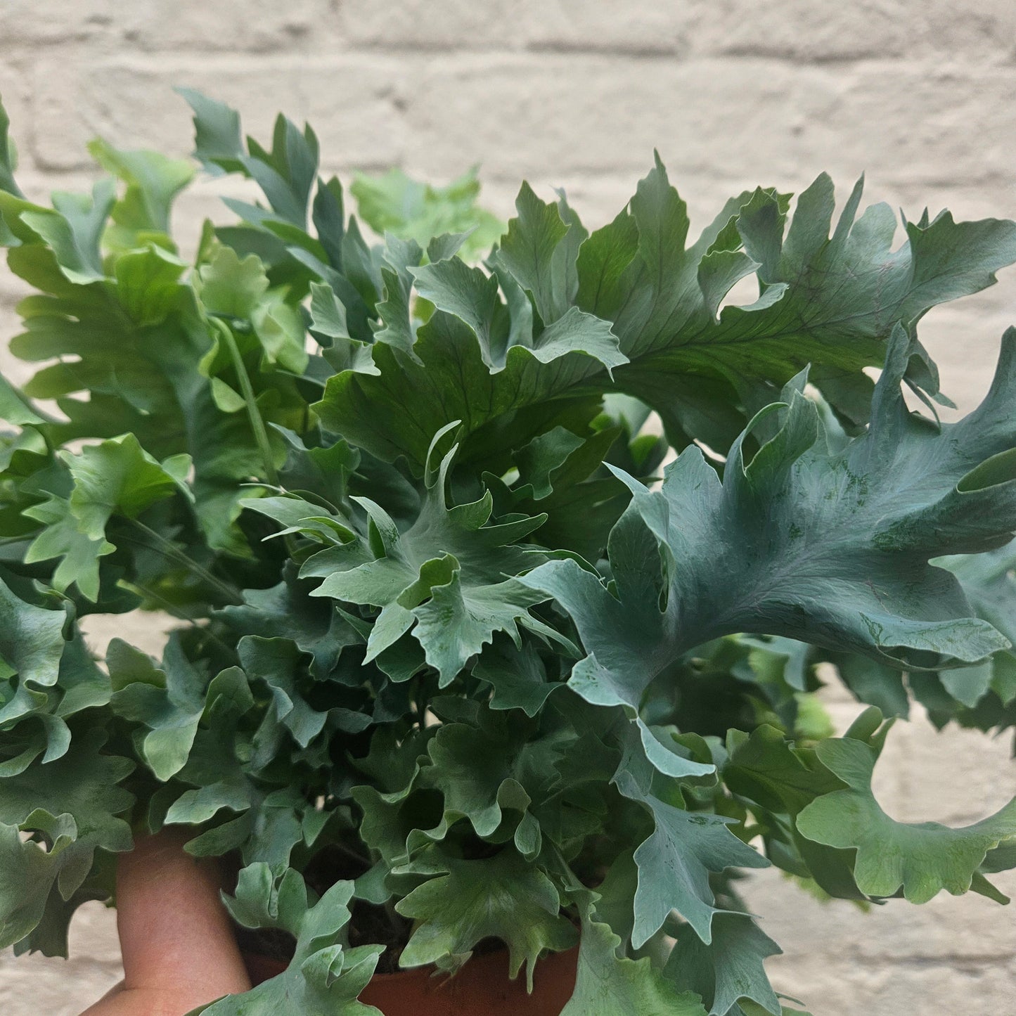 Phlebodium aureum 'Davana' (Blue Star Fern)