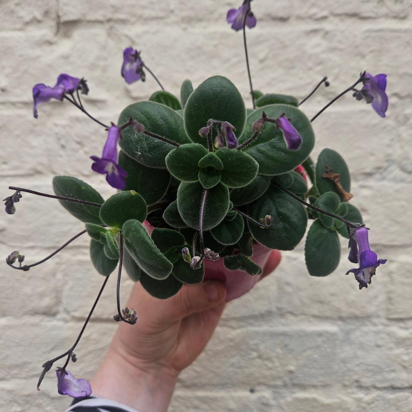 Streptocarpus saxorum (Cape Primrose)