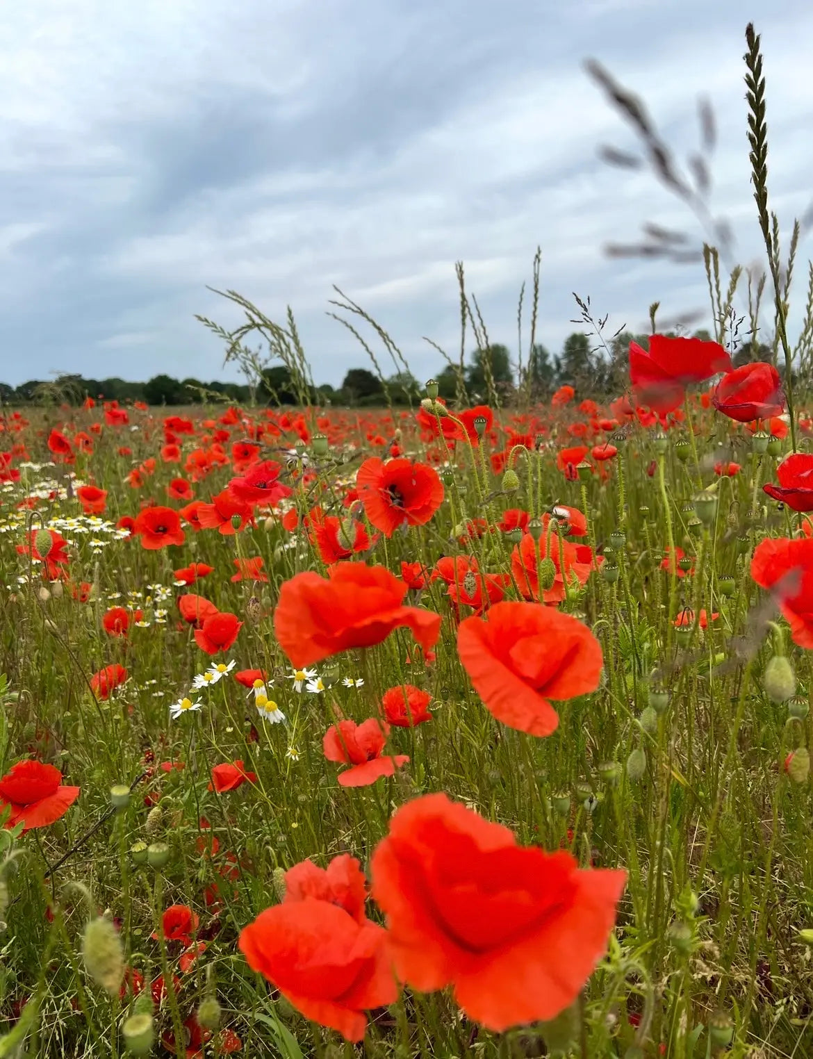 Poppy Flanders Red