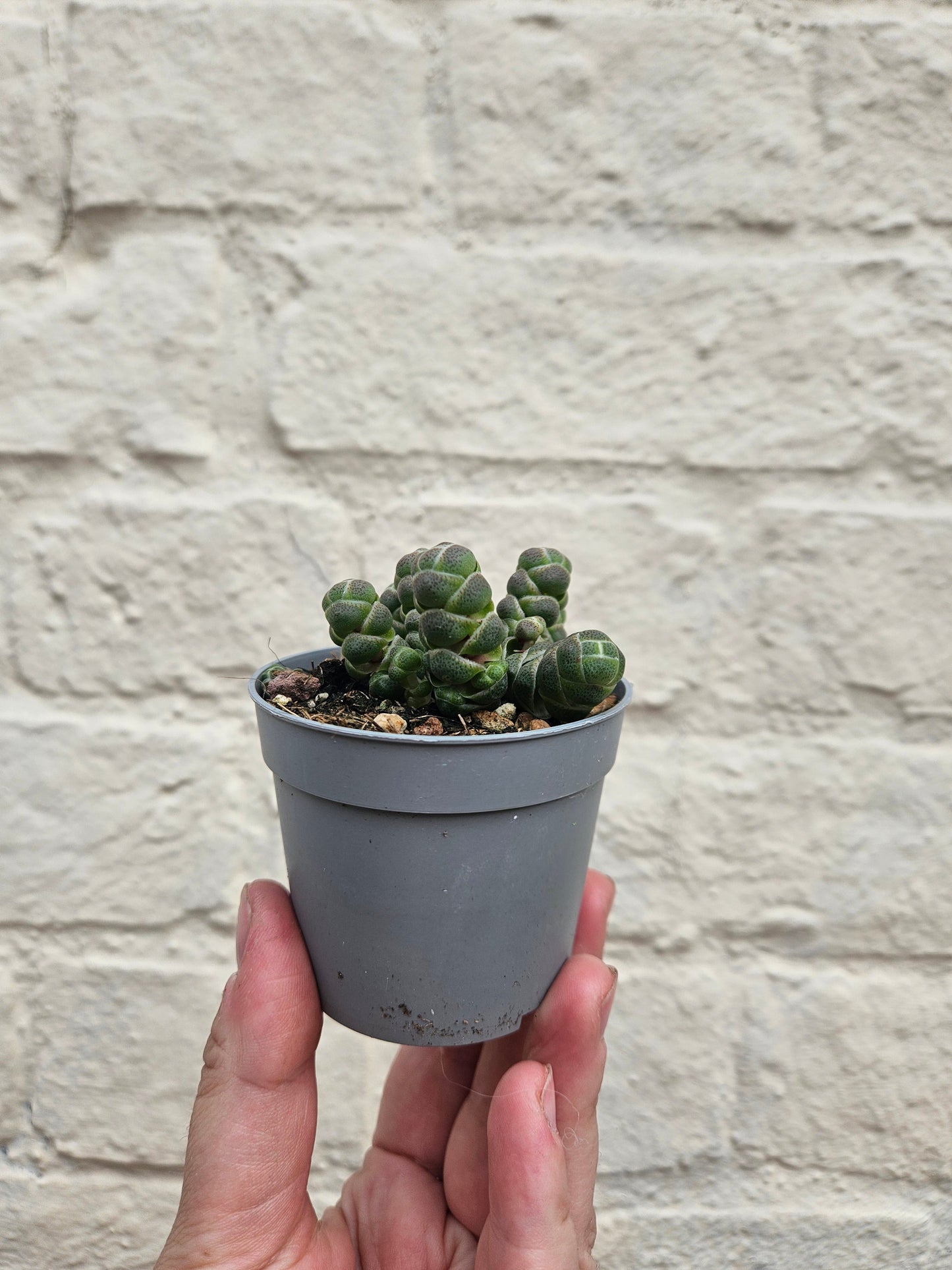 Crassula 'Barkleyi' (Rattlesnake tail)