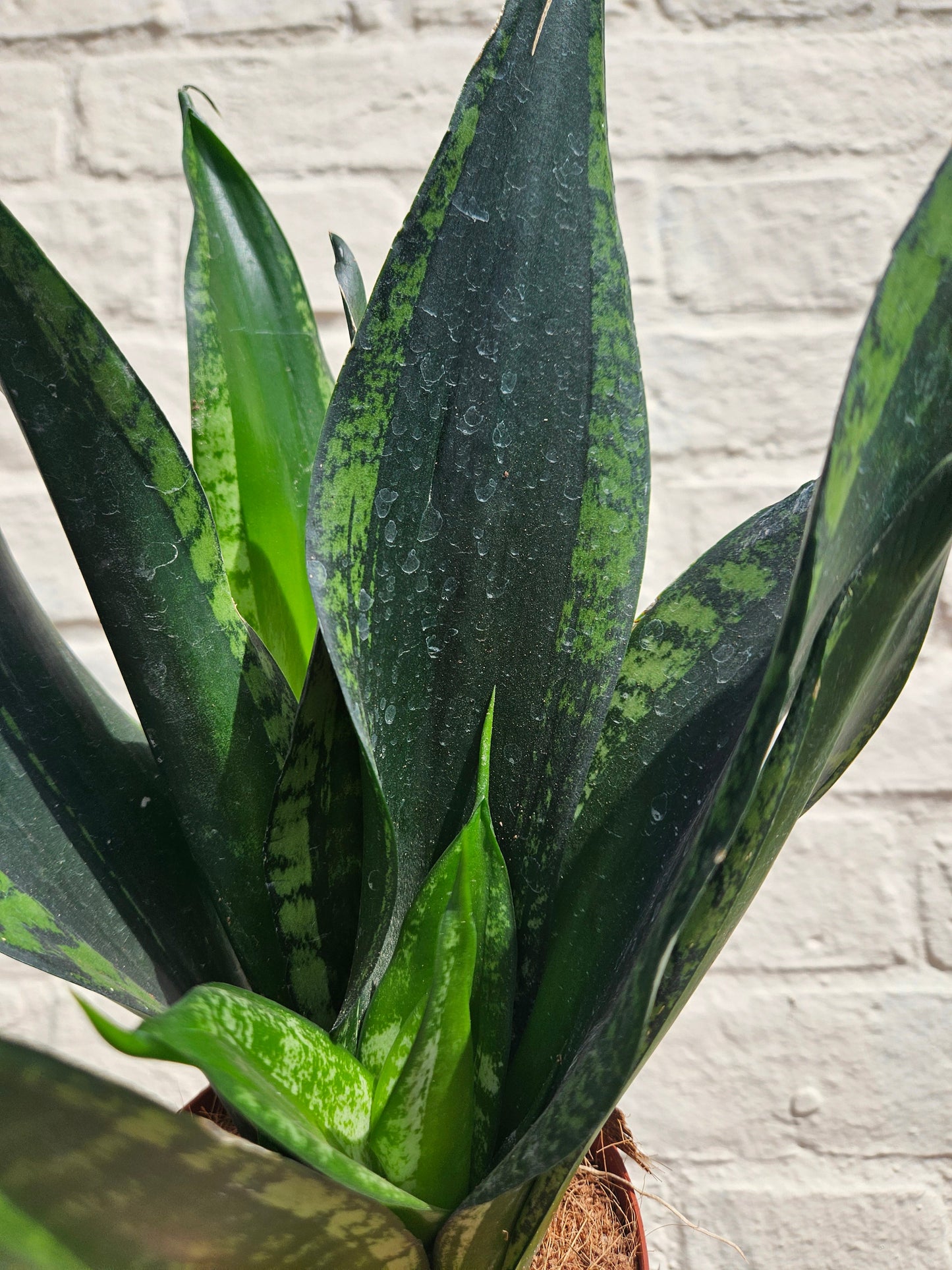 Sansevieria trifasciata 'Whitney' (Snake Plant)