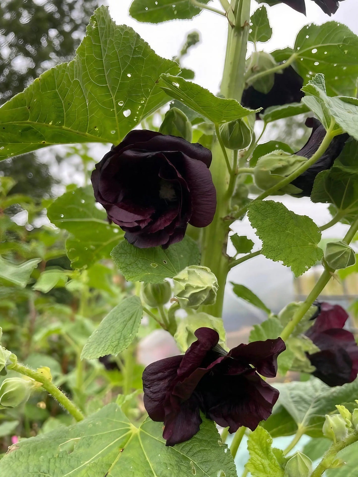 Hollyhock Nigra