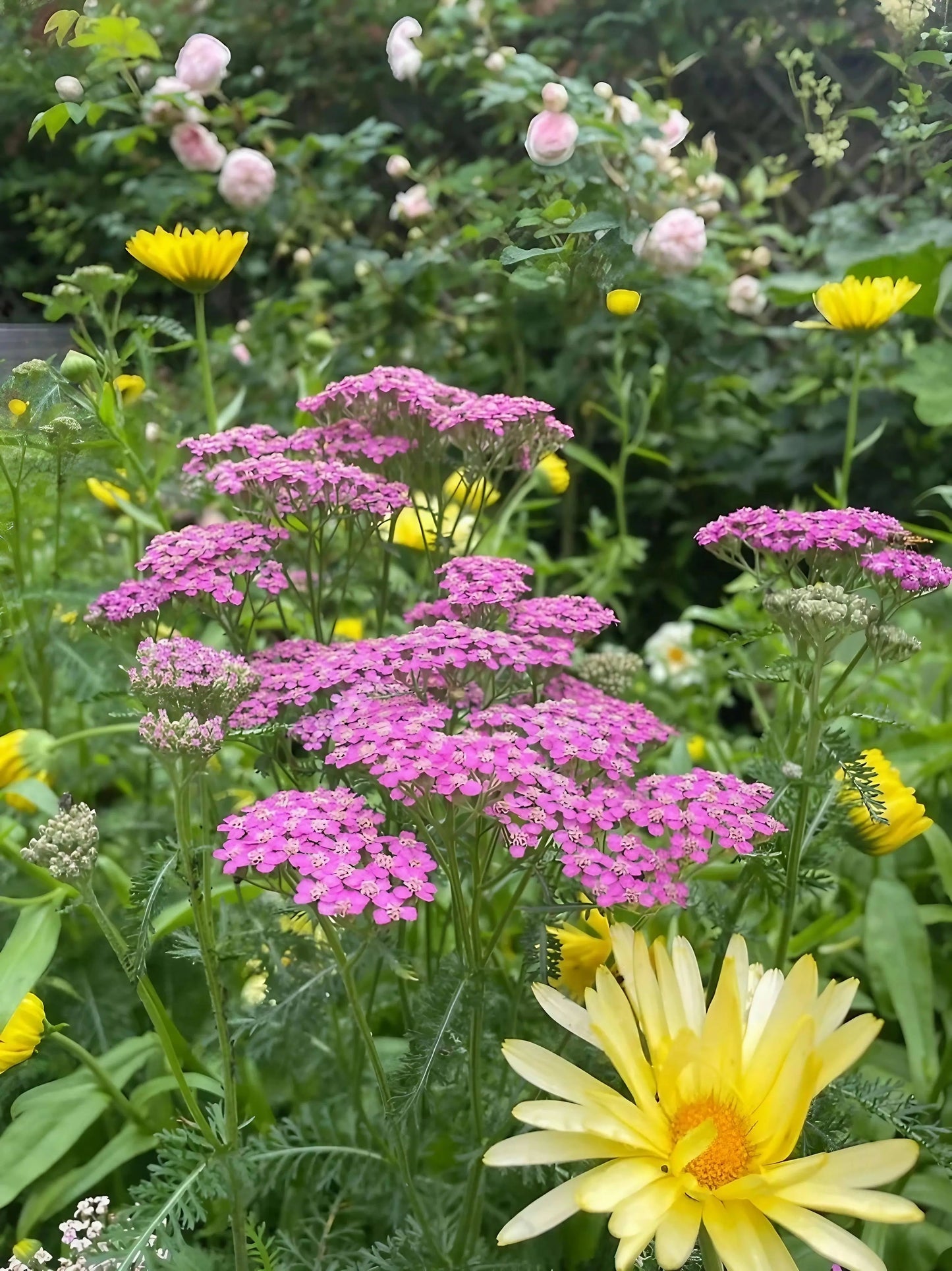Achillea Cerise Queen