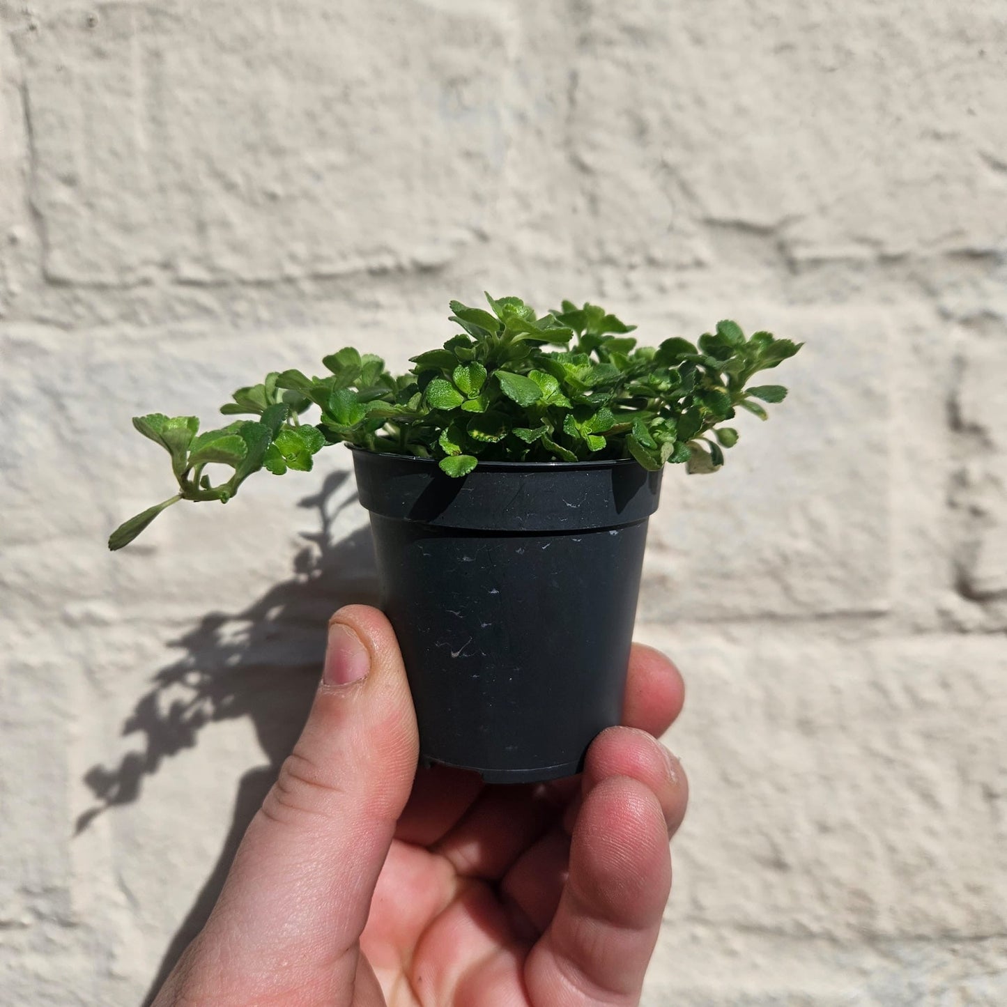 Pilea depressa (Baby Tears)