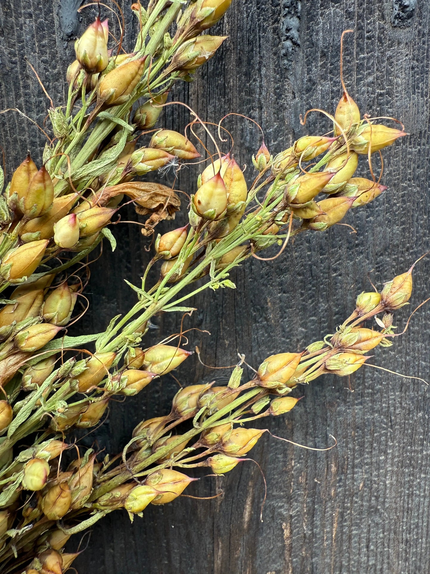 Penstemon Dried