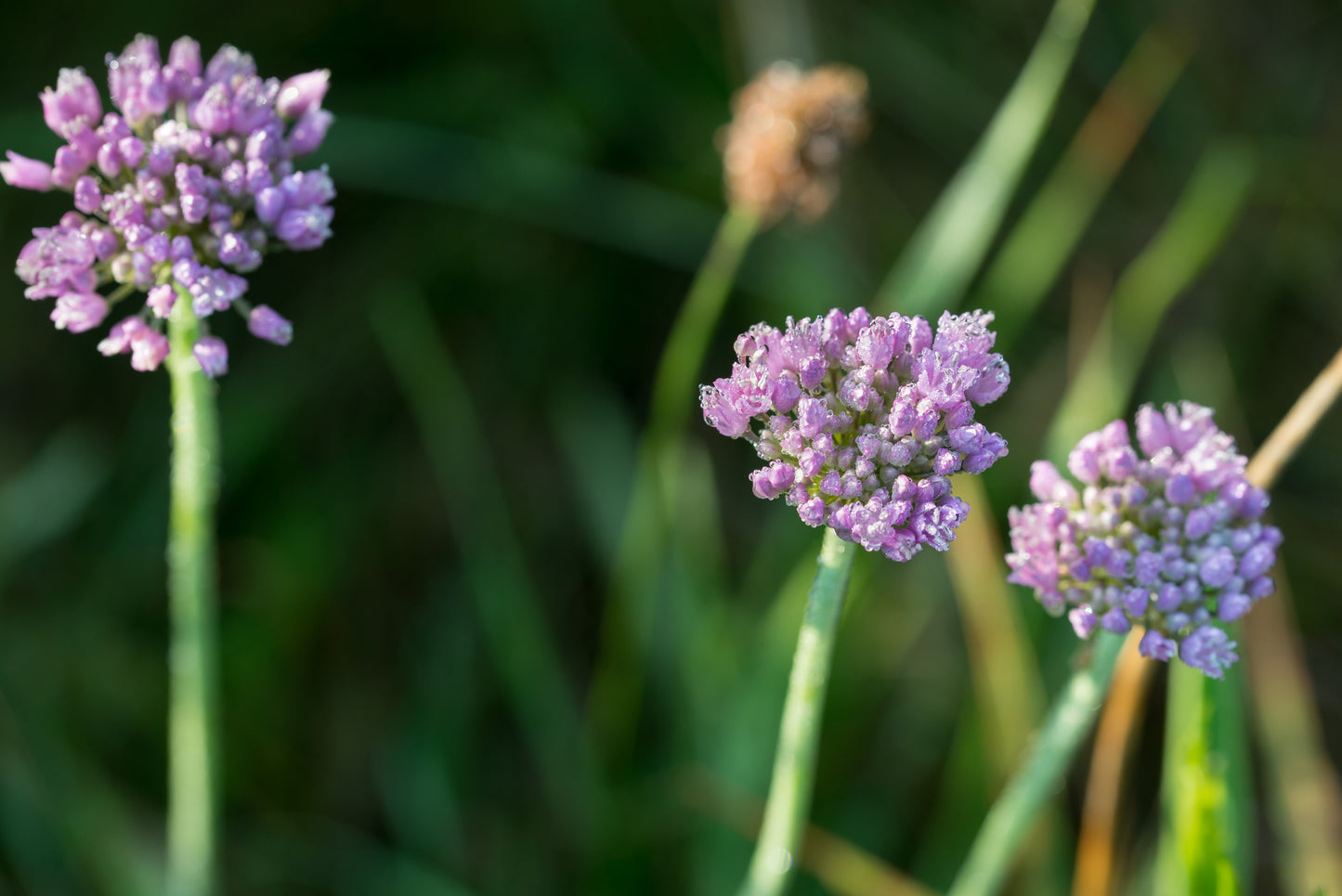Allium angulosum (Chives) - Bog Pond Plants - BP005A
