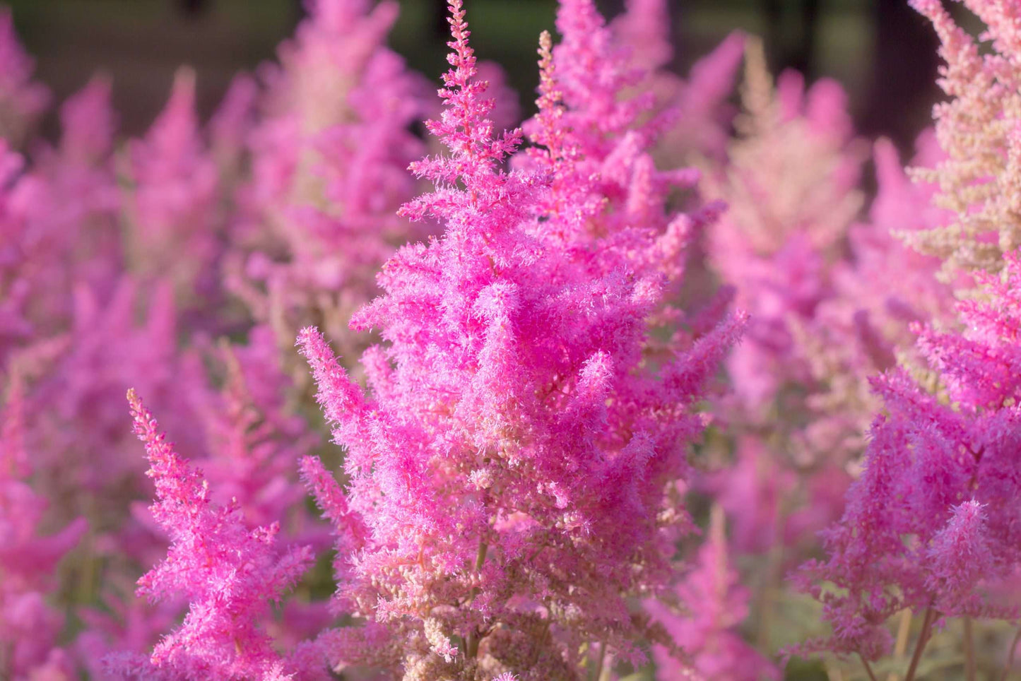 Astilbe Pink (Erika) - Bog Pond Plants - BP013