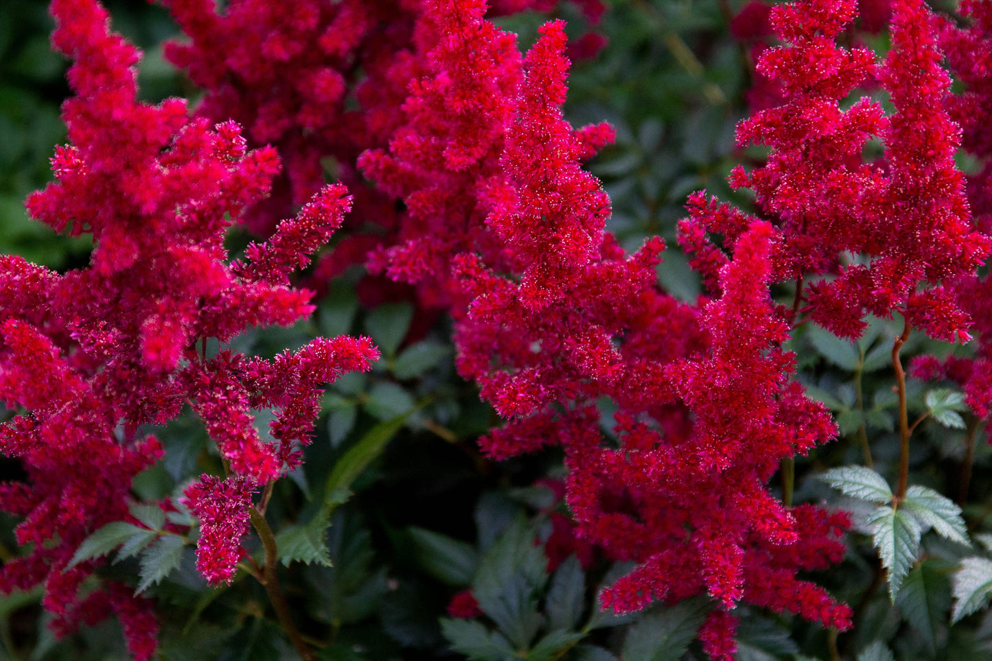 Astilbe 'Red Baron' (False goat's beard) - Bog Pond Plants - BP015