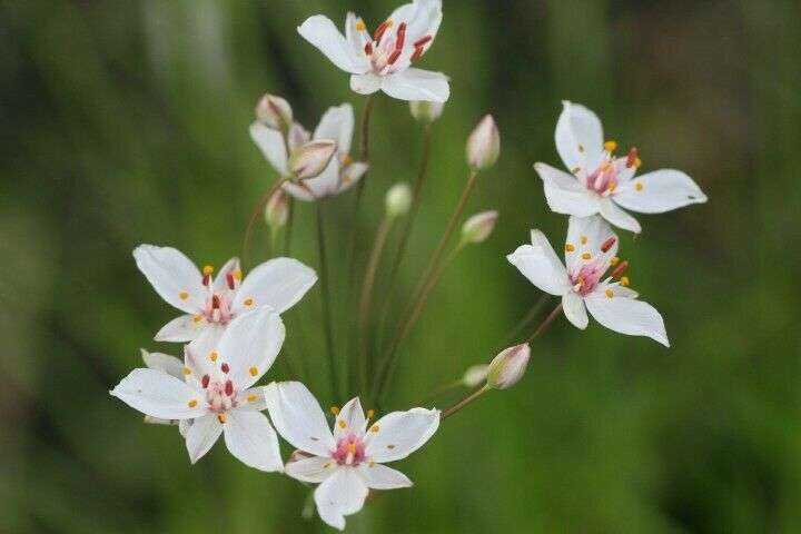 Butomus umbellatus 'Schneeweisschen' - Marginal Pond Plants - MP012