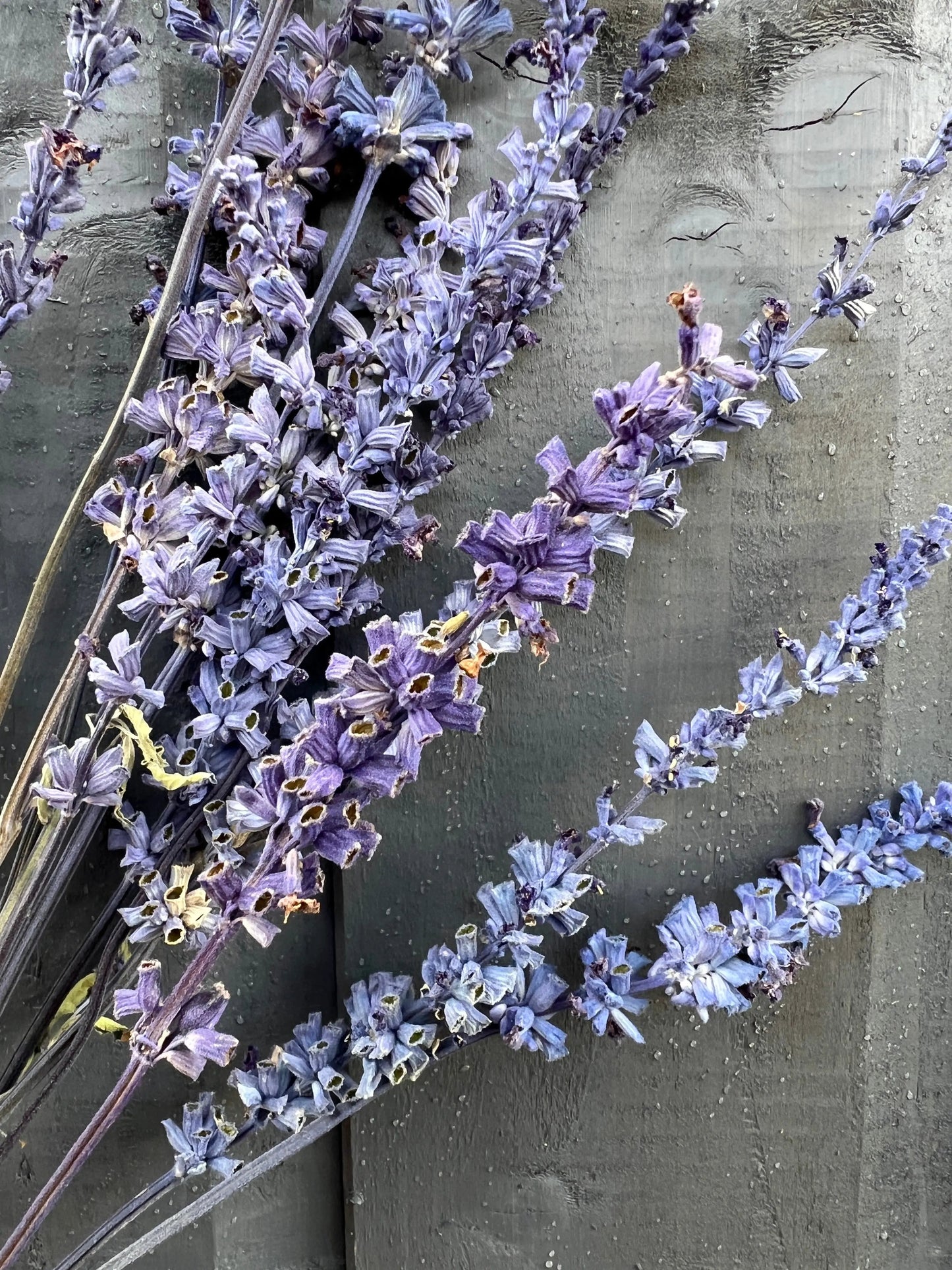 Salvia Dried
