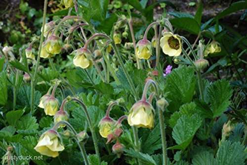 Geum rivale 'Album' - Marginal Pond Plants - MP039