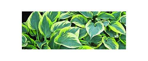 Hosta First Frost - Marginal Pond Plants - BP046