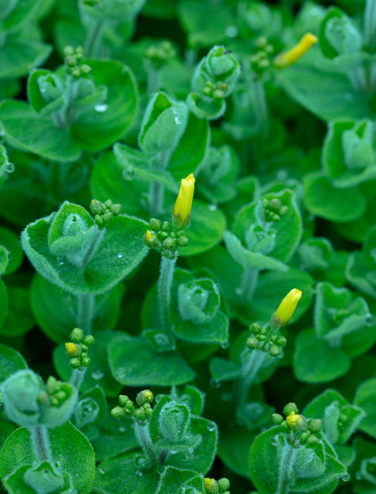 Hypericum elodes (Marsh St John's Wort) - Marginal Pond Plants - MP047