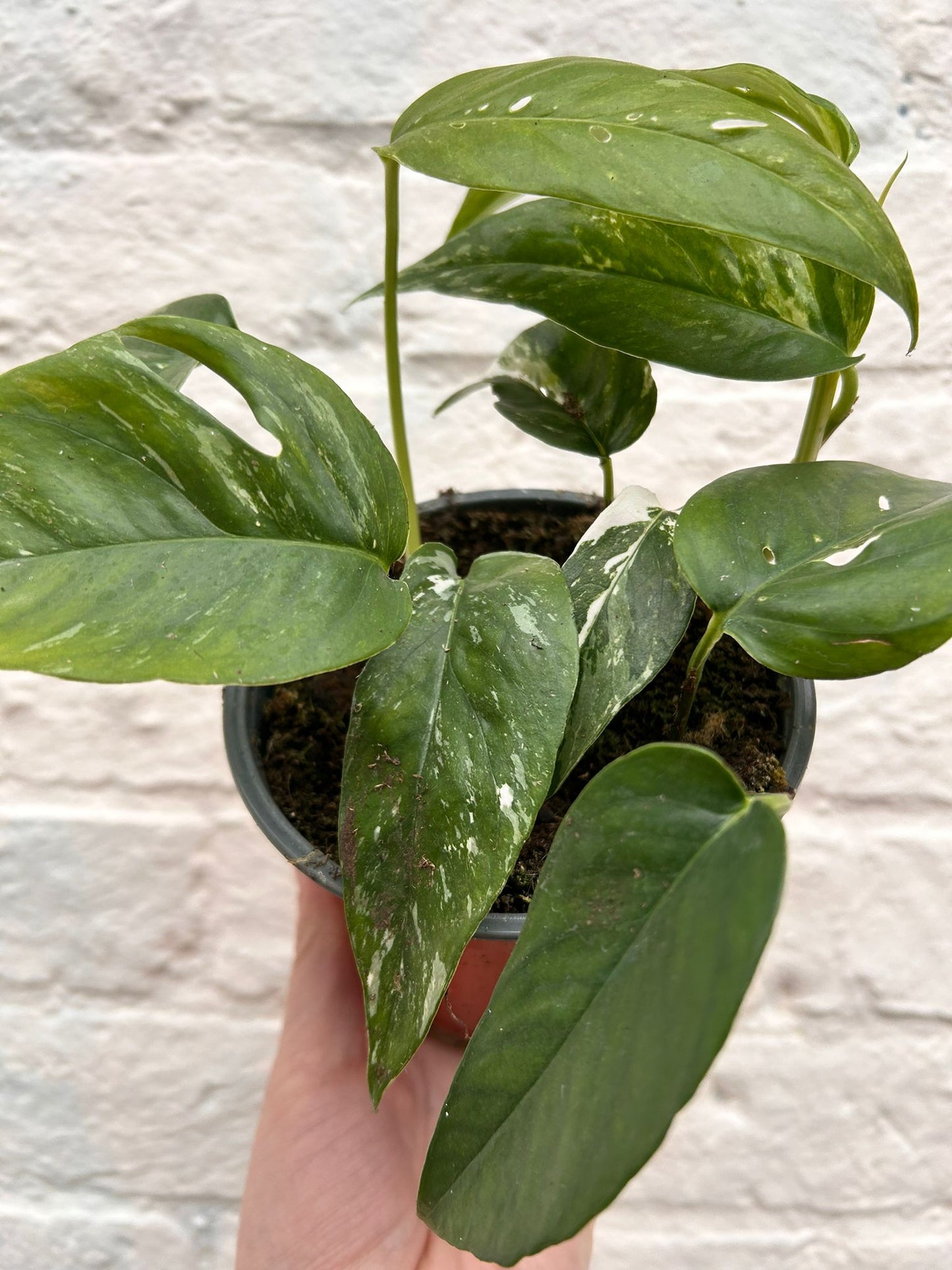 Epipremnum pinnatum 'Albo variegata' (Pothos)