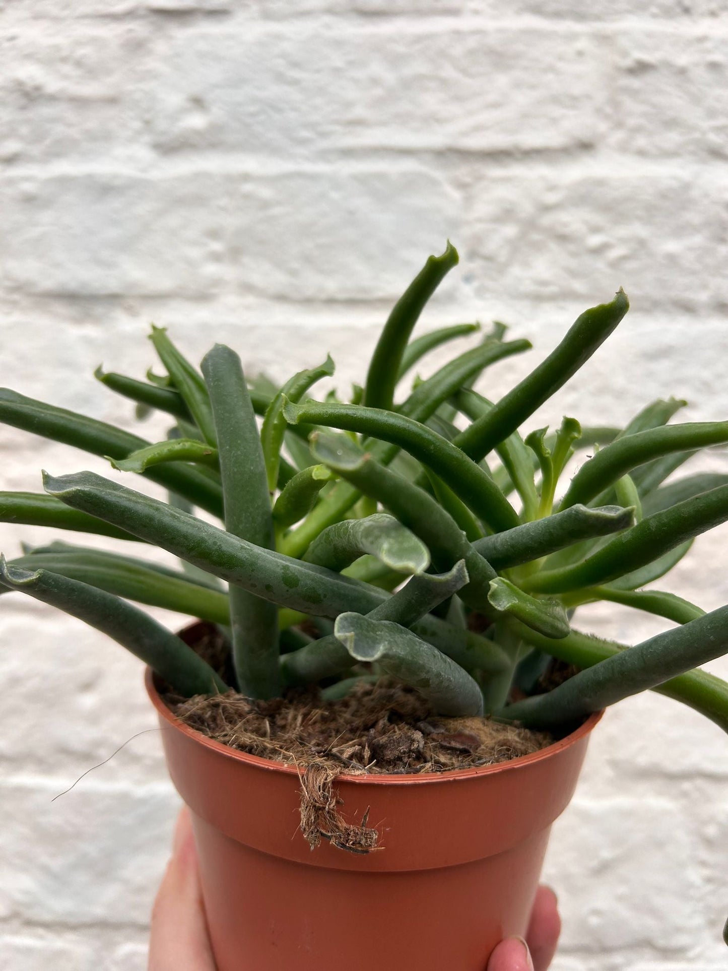 Cotyledon 'Elephants trunk'