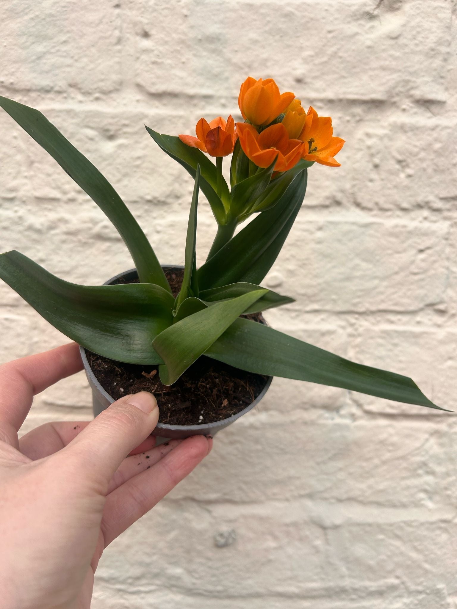 indoor orange star plant Ornithogalum dubium (Orange Star of Bethlehem)