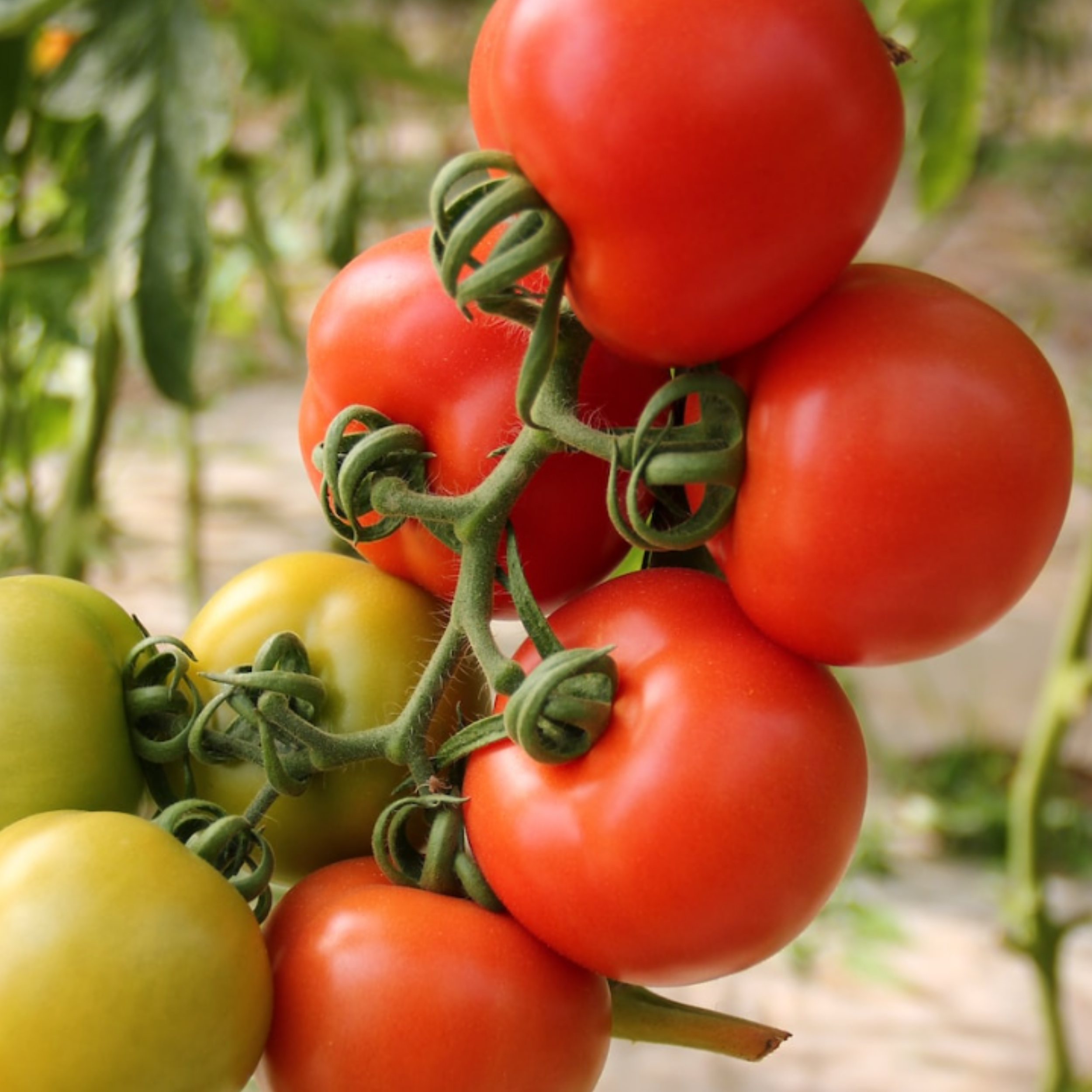 Tomato Alicante 18-20 Seeds – Sturmer Garden Centre