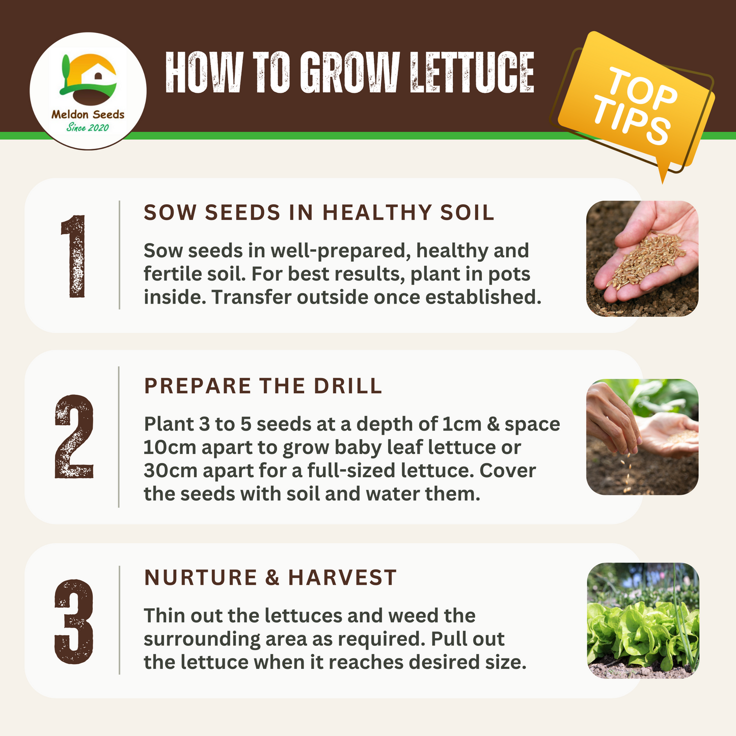 Lettuce All Year Round 450 Seeds