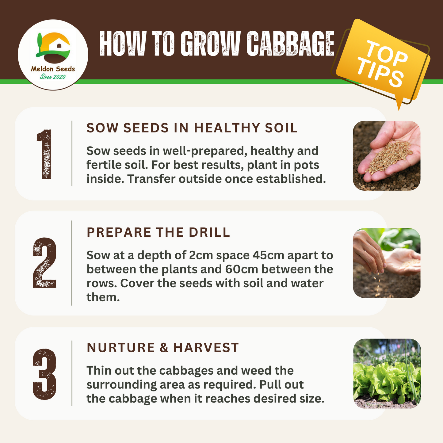 Cabbage Wheelers Imperial 500 Seeds