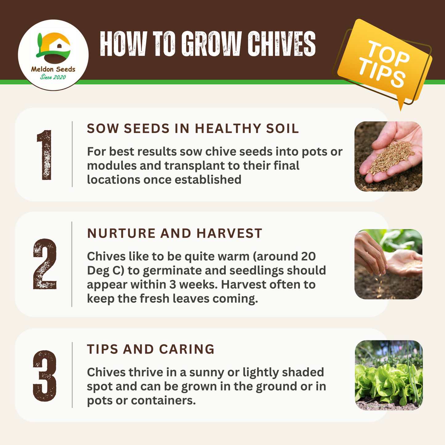 Chives 300 Seeds