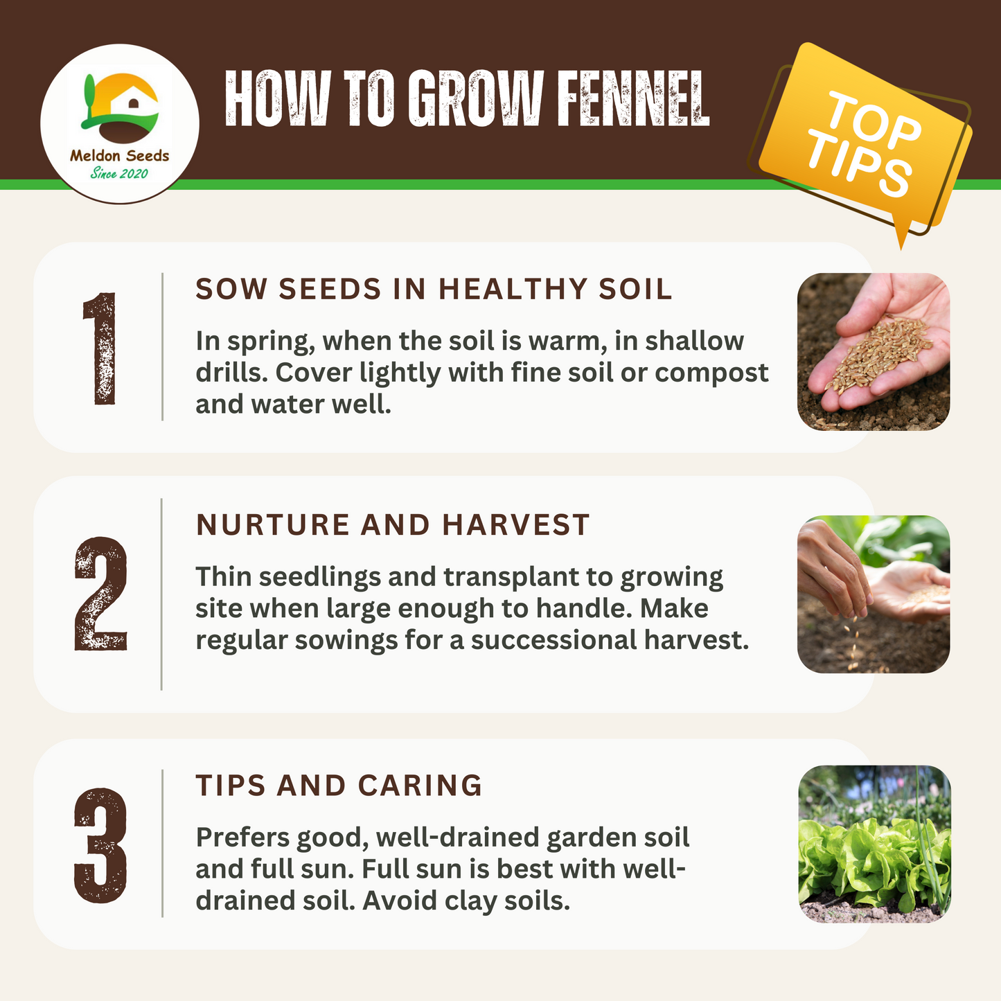 Fennel Bronze 50 Seeds