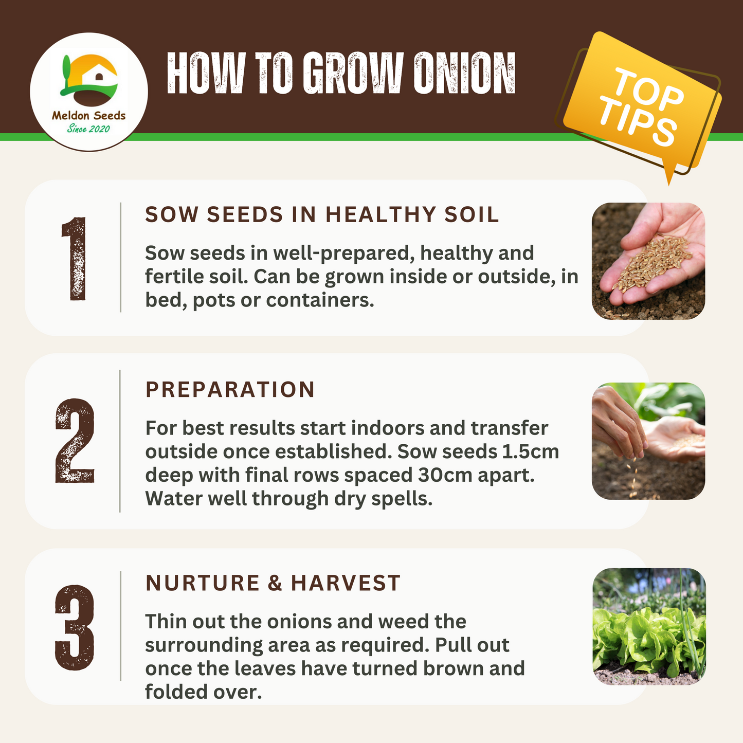 Onion Red Baron 115 Seeds