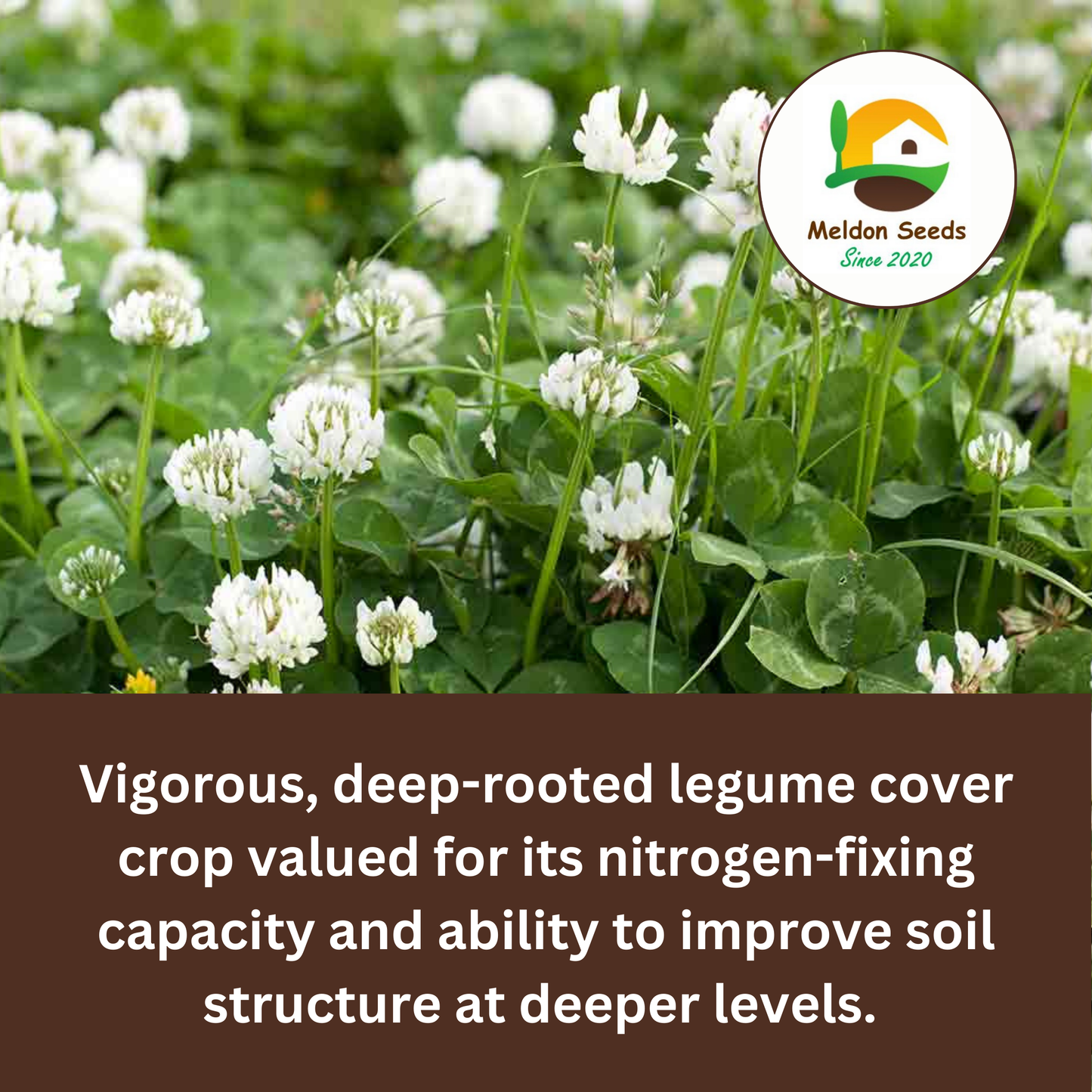 White Clover Green Manure Seeds - 500g