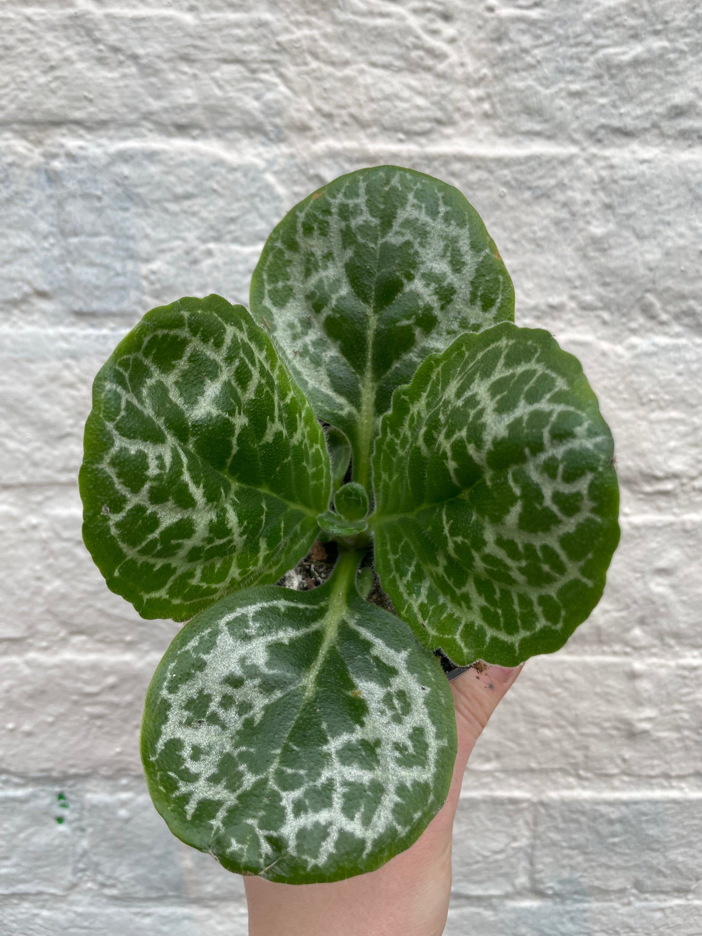 Streptocarpus 'Pretty Turtle' (Cape Primrose)