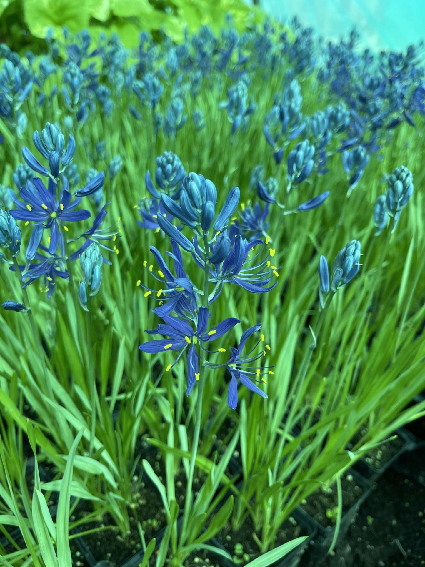 Camassia esculenta 'Quamash' - Bog Pond Plant - BP020