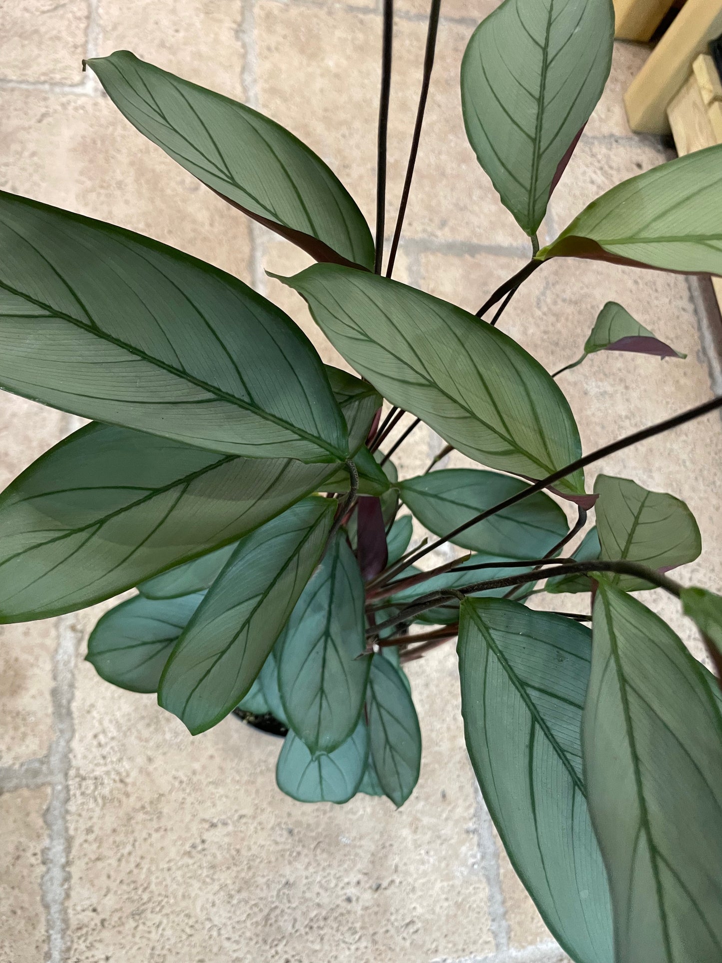 Ctenanthe setosa 'Grey Star'