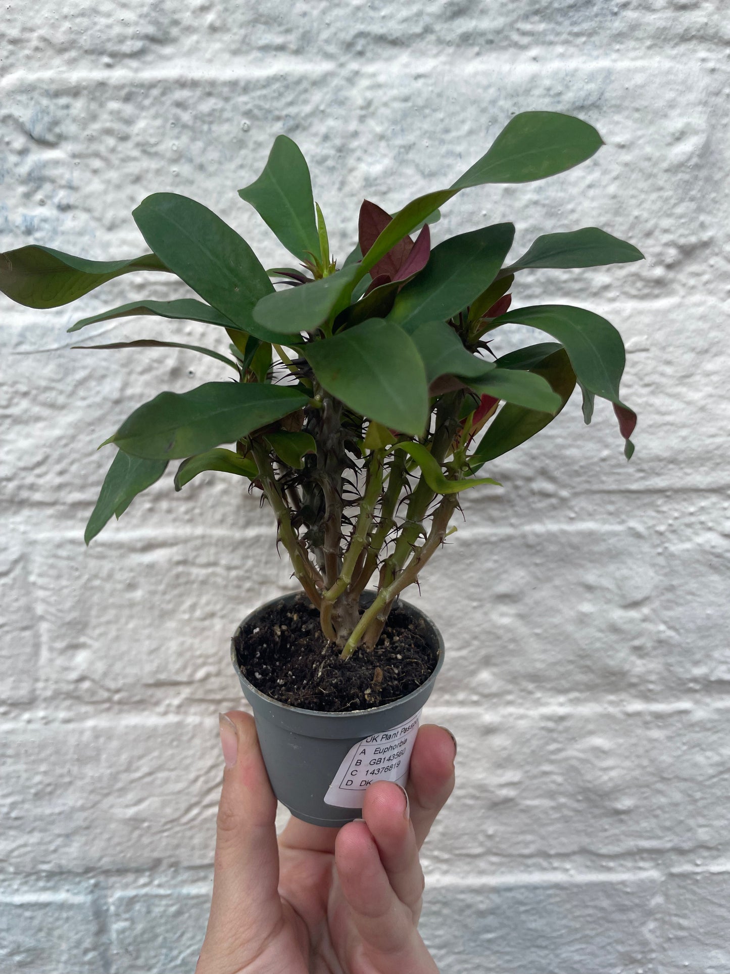 Euphorbia milii (Crown of Thorns)