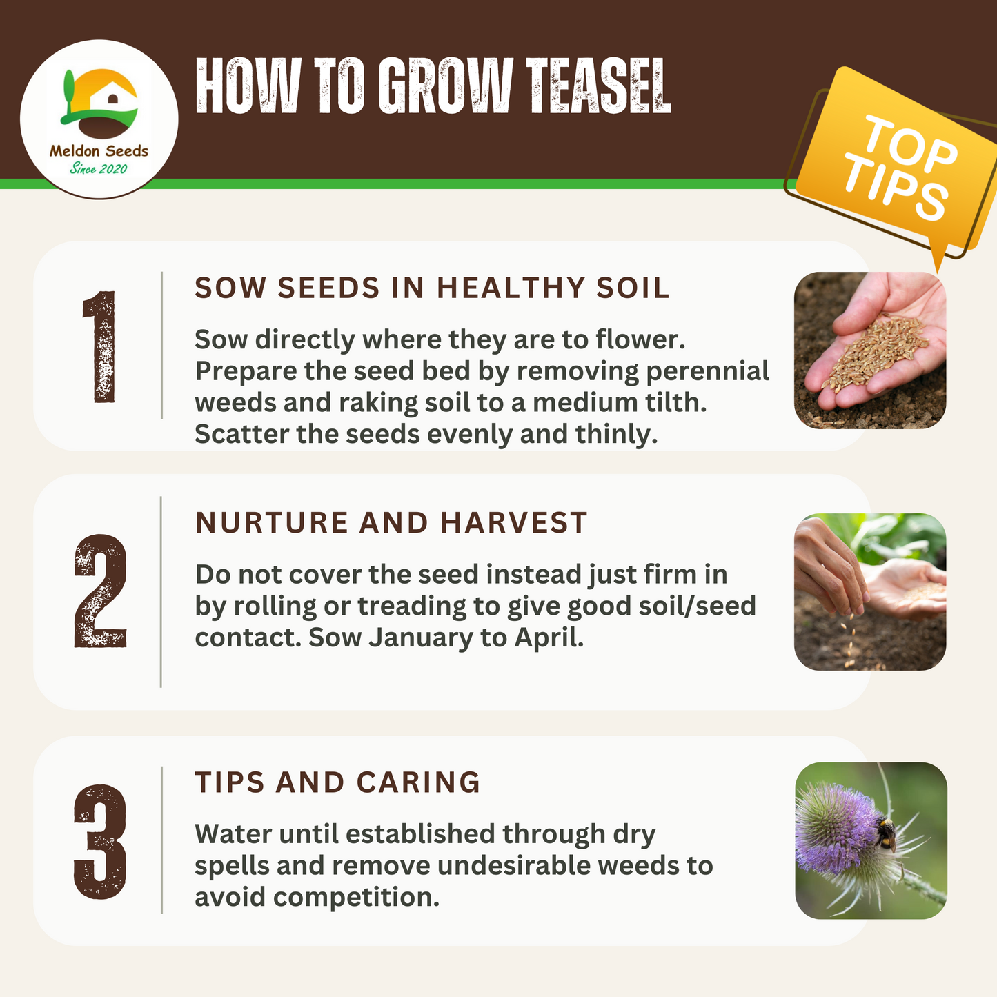 Wildlife Attracting Collection. 5 Native Wild Flower Varieties