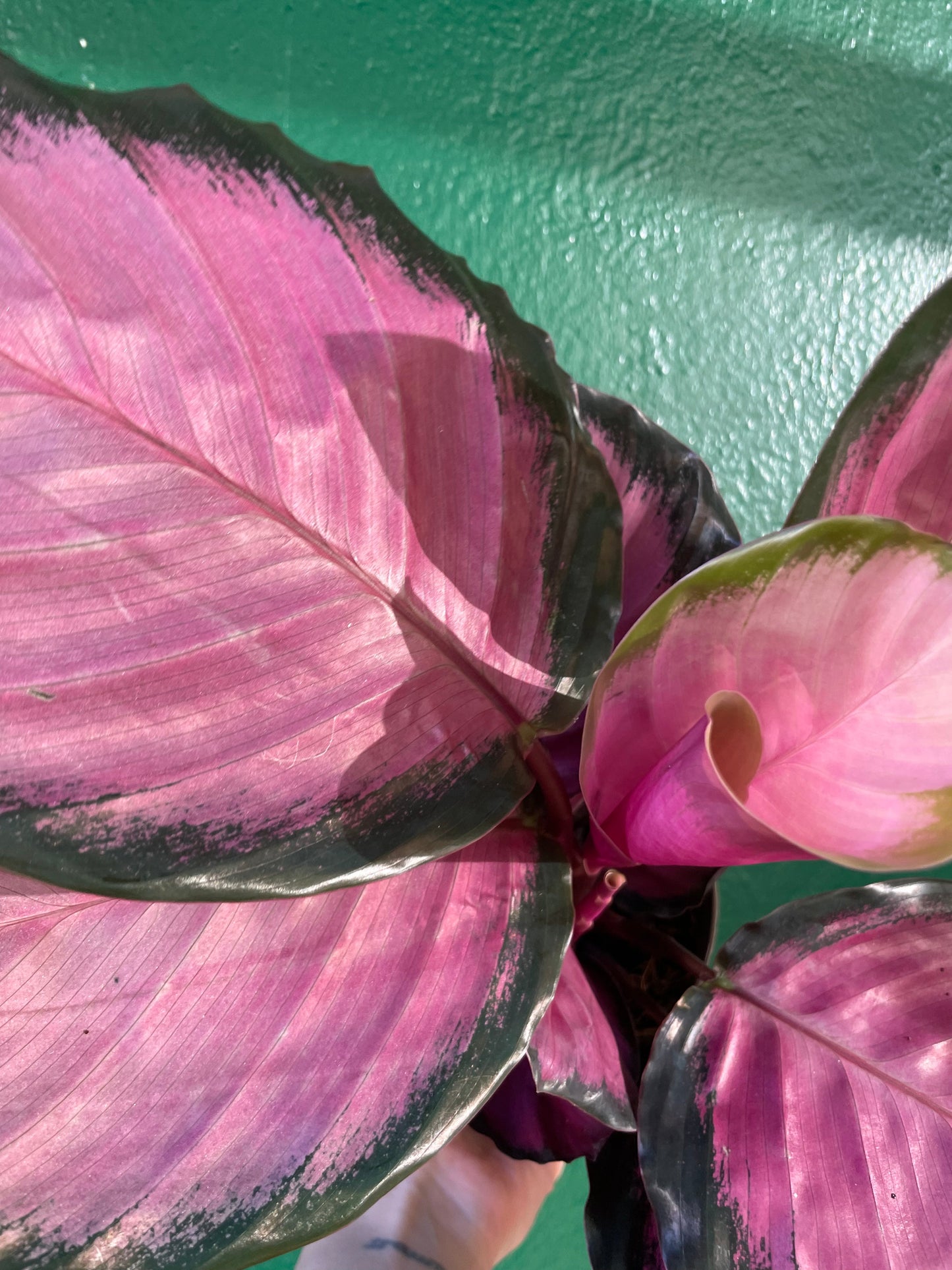 Calathea roseopicta 'Crimson' (Prayer Plant)