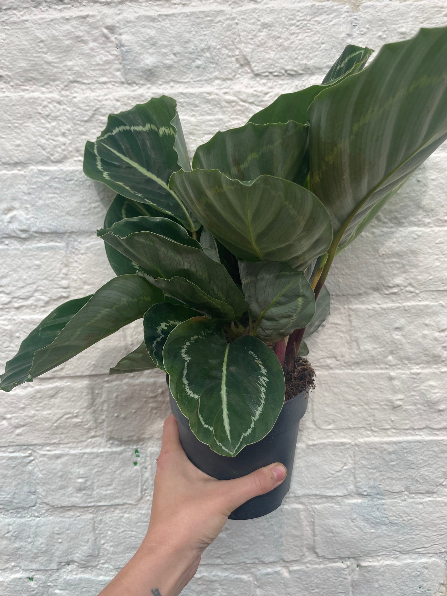 Calathea roseopicta 'Applebee' (Prayer Plant)