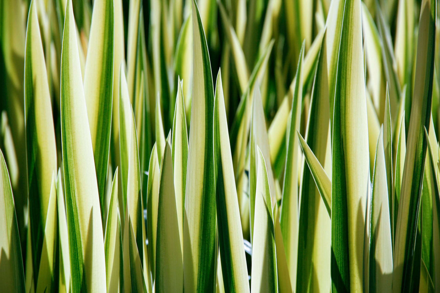 Iris pseudacorus variegata (Variegated) - Marginal Pond Plants - MP058