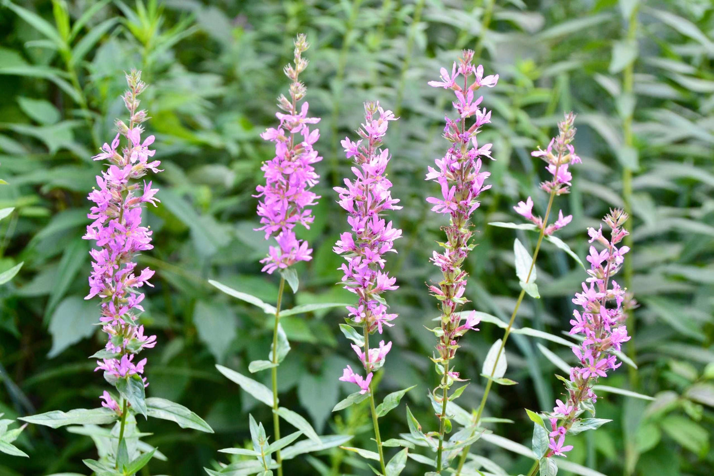 Lythrum salicaria Rosey Gem - Marginal Pond Plants - MBP079