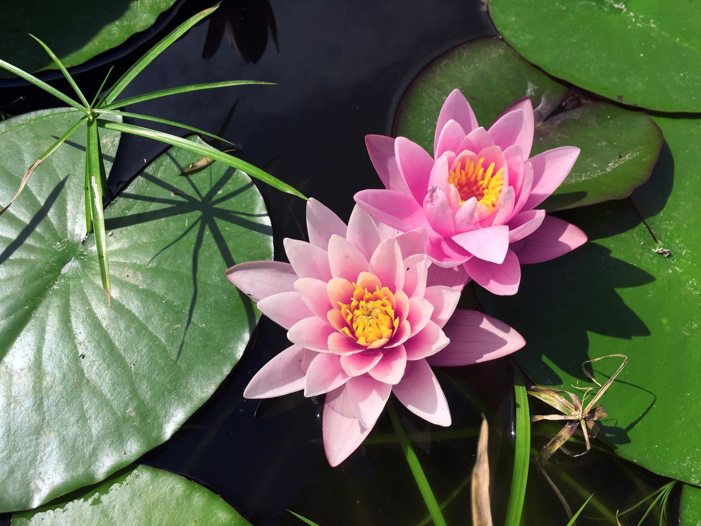 Rose Arey Water Lily - Pond Plants - SW09