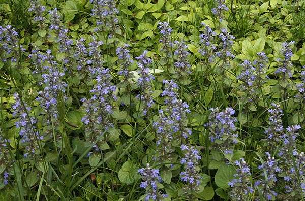 Ajuga Reptans 'Common' - Bog Pond Plants - BP002A
