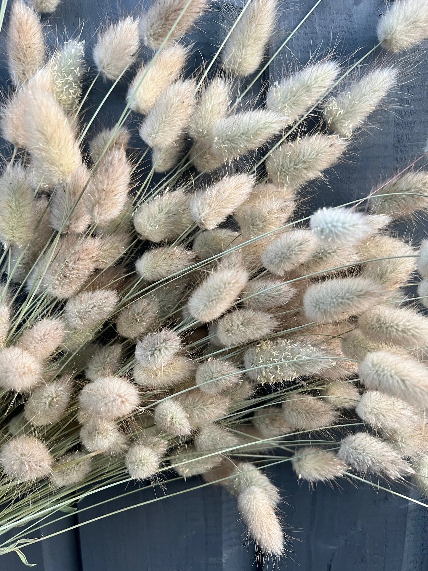 Bunny Tails Dried (Long)