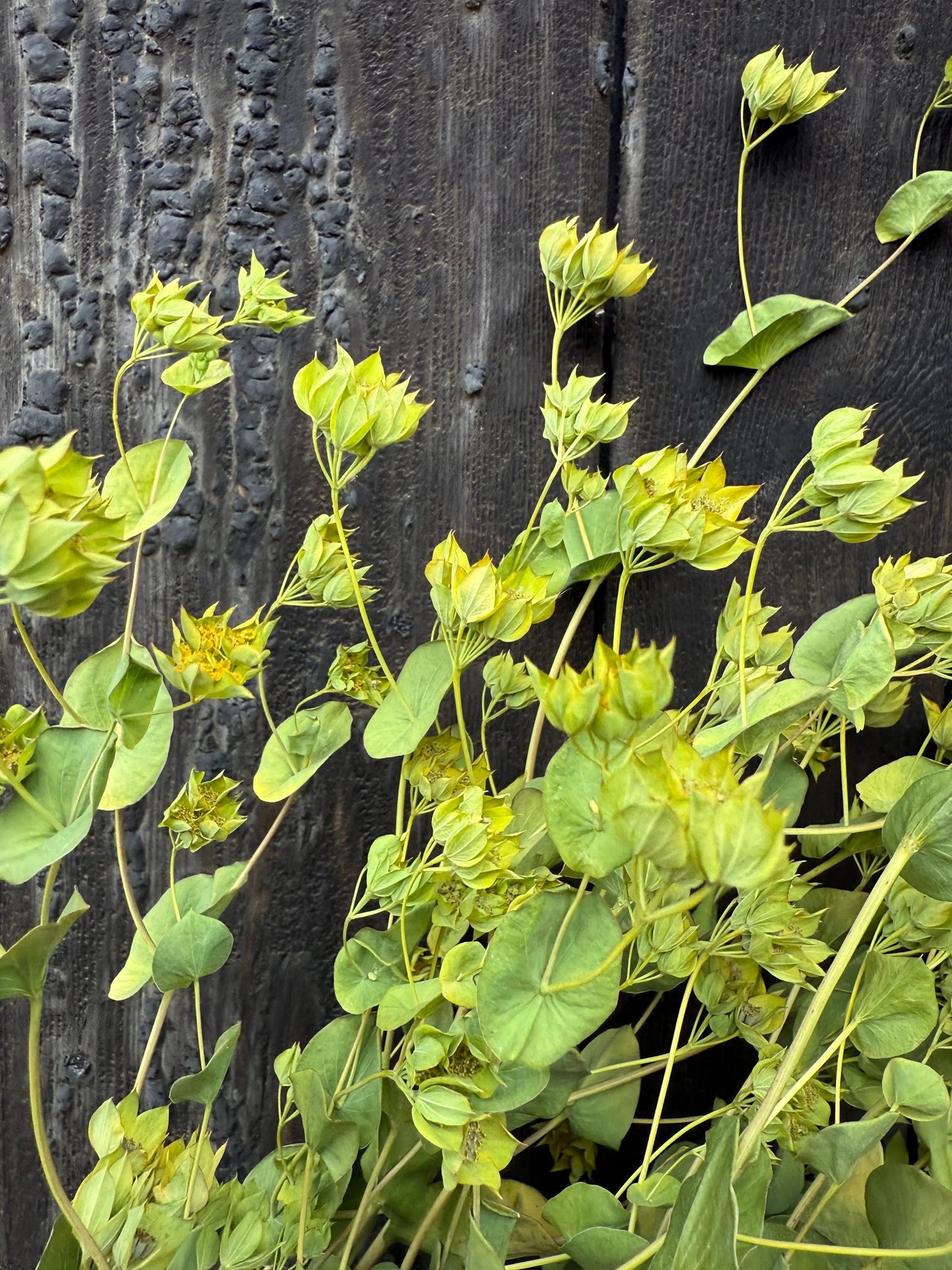 Bupleurum Griffithii Dried