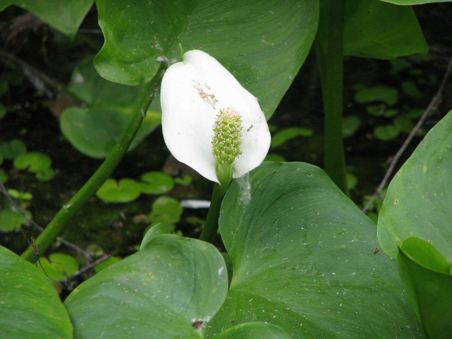Calla palustris (Bog or Water arum) - Bog Pond Plants - MP013